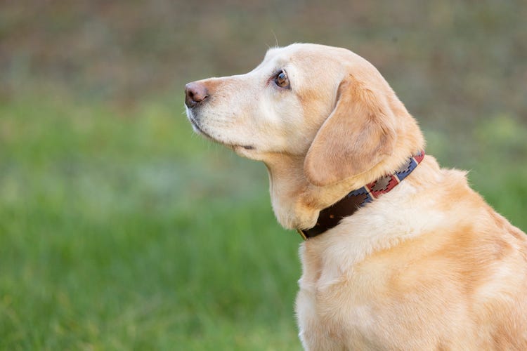 Benji &amp; Flo Sublime Polo Leather Dog Collar image 16